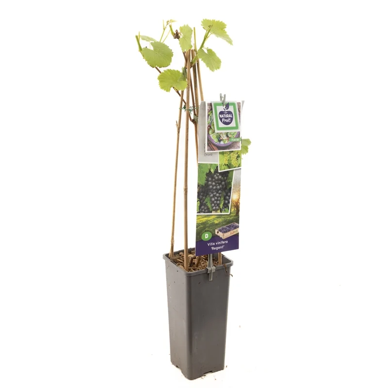 Vitis 'Regent' 50-60 cm, C2 (2 liters kruka)