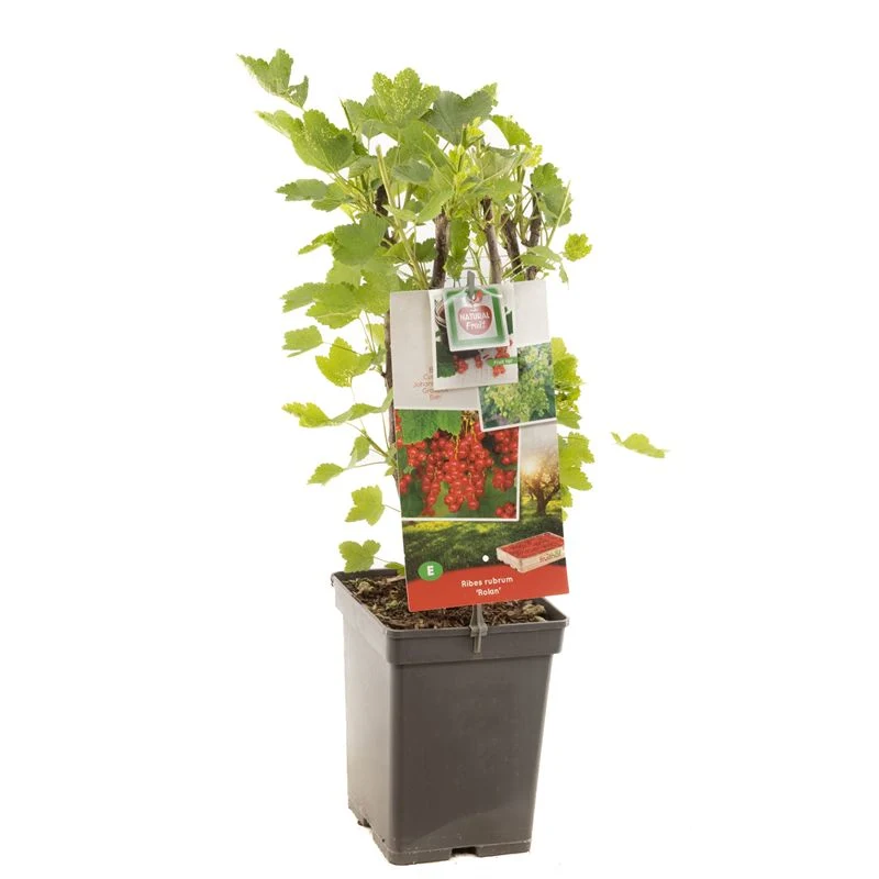 Ribes rubrum 'Rolan' (Röda vinbär) 50-60 cm, C3 (3 liters kruka)