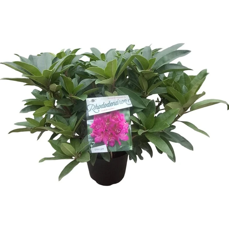 Rhododendron 'Anah Kruschke' C10 (10 liters kruka) 40-50 cm