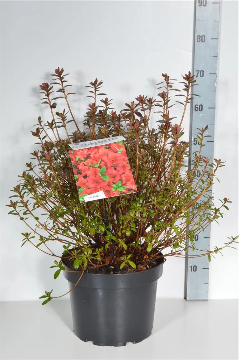 Rhododendron (AJ) 'Radja' C20 (20 liters kruka) 50-60 cm