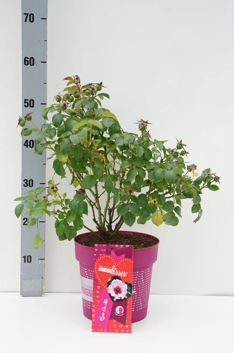 Rosa 'Hugs & Kisses'® C4 (4 liters kruka)