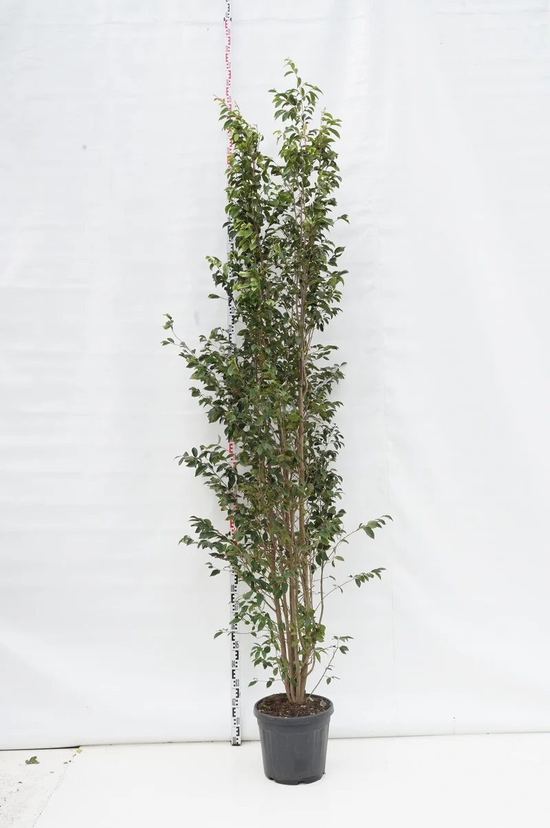 Sycoparrotia semidecidua stamträd 6-8 cm C25 (25 liters kruka)