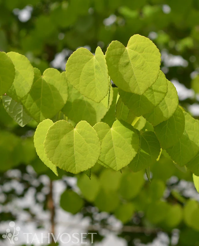 Katsura Cercidiphyllum japonicum, 3 liters kruka