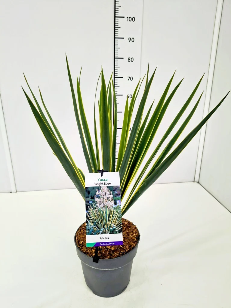 Yucca filamentosa 'Bright Edge' C5 (5 liters kruka)