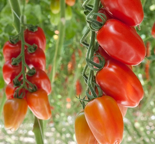 San Marzano Tomat 'Vesuvius' F1 Frö