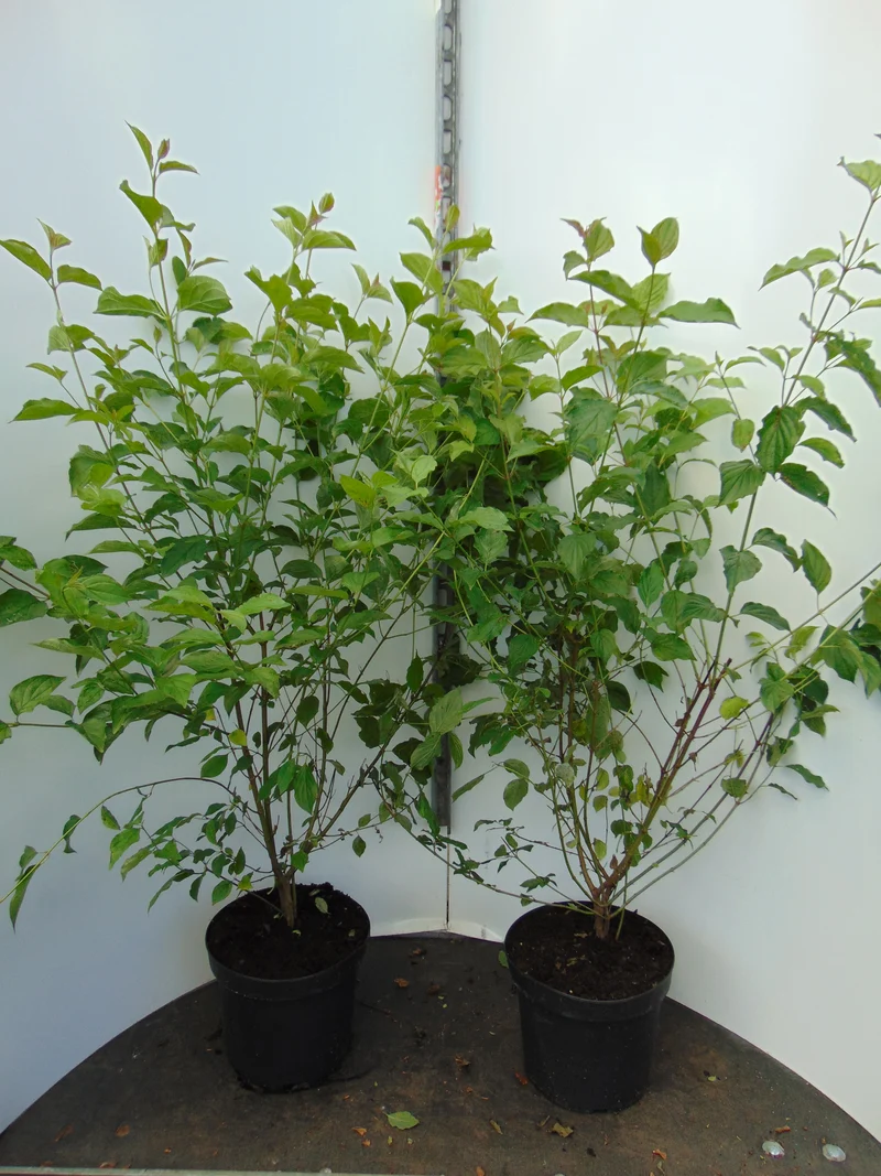 Hassel ; 60-100 cm 2,5 L kruka