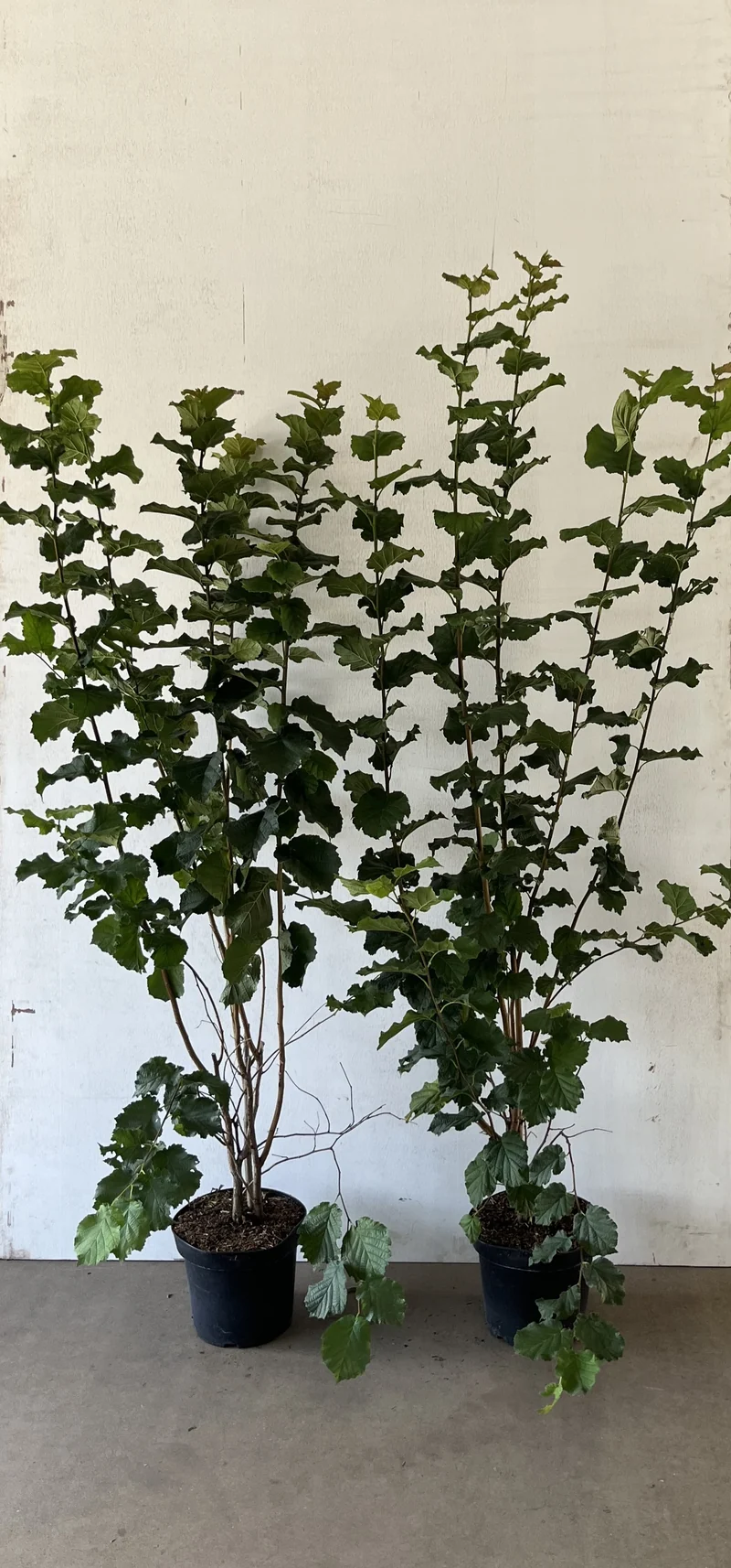 Benved ; 80-100 cm 7,5 L kruka