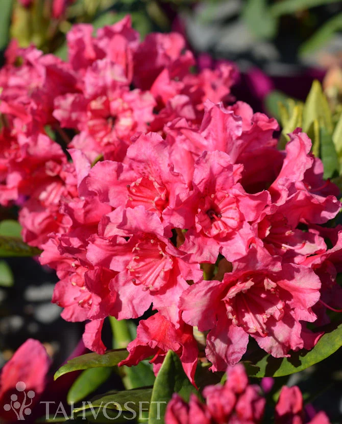 Rododendron 'Double Kiss' 30-40 cm, 4 liters kruka