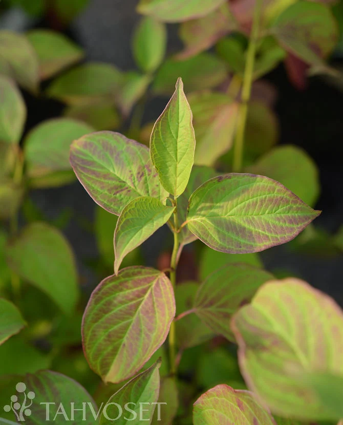 Silkeskornell 'Cayenne' Cornus amomum 3 liters kruka