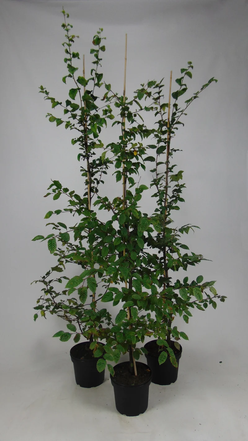 Fältlönn ; 40-60 cm 2,5 L kruka