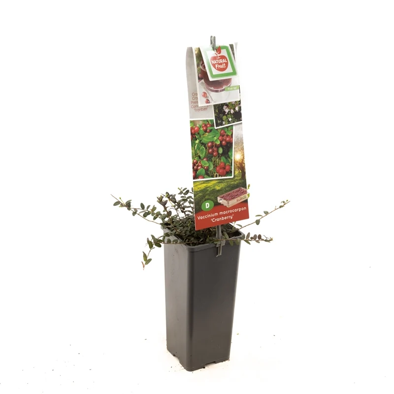 Vaccinium macrocarpon 'Langlois' 50-60 cm, C2 (2 liters kruka)