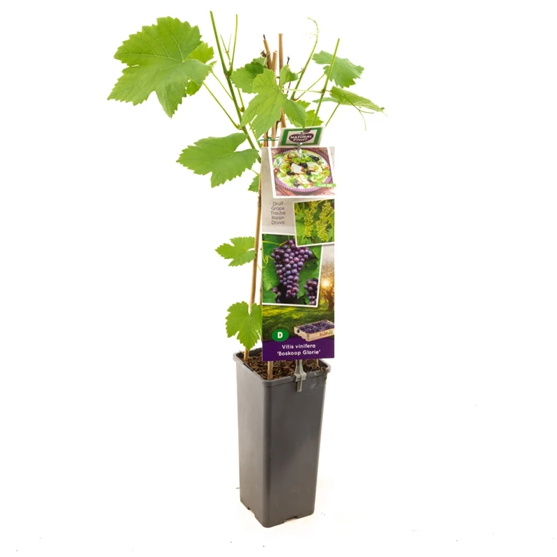 Vitis 'Glorie van Boskoop' - 50-60 cm - C2 (2 liters kruka)