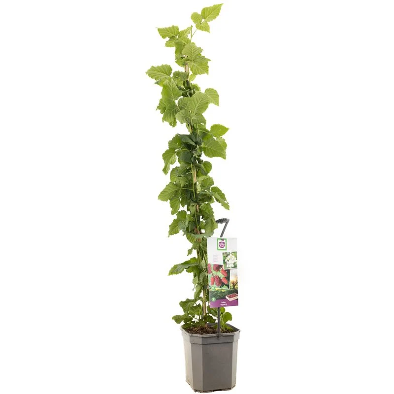 Rubus 'Tayberry' 125-150 cm, 6,5 liters kruka