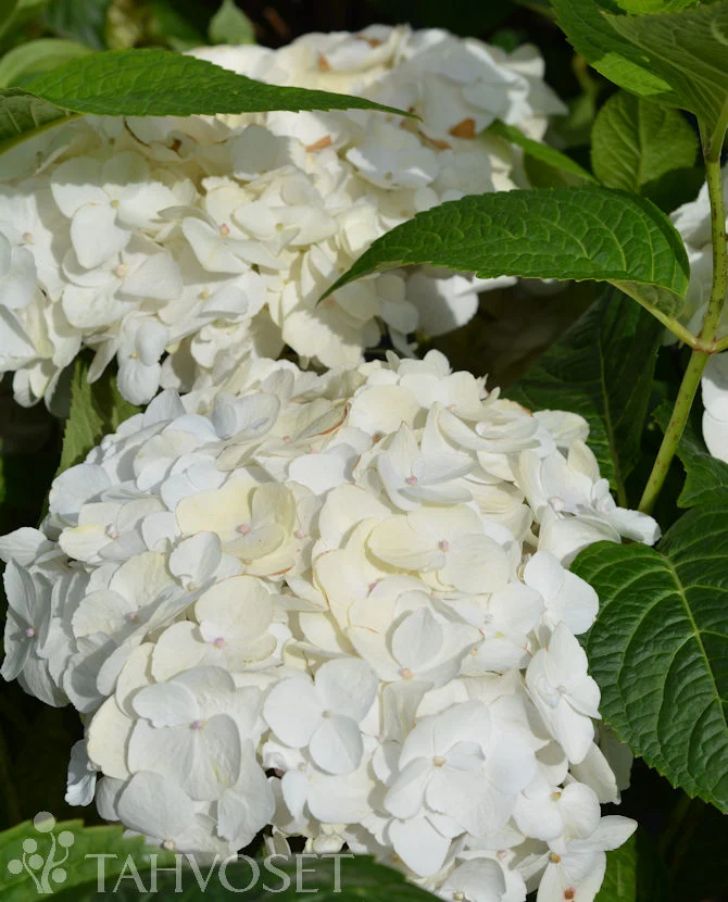 Ädelhortensia 'Blushing Bride' Endless Summer®, 3 liters kruka