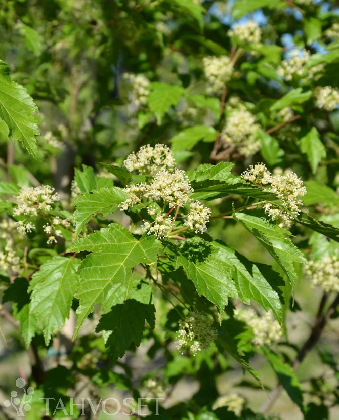 Mongolisk lönn Acer tataricum subsp. ginnala - 3 liters kruka