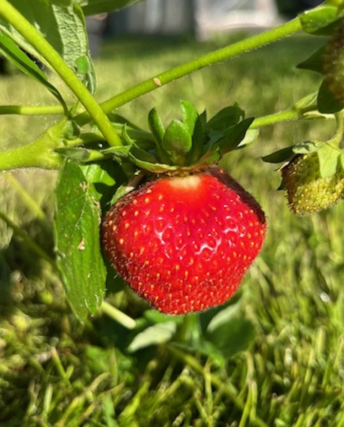 Jordgubbe 'Saga' - Fragaria x ananassa 'Saga', 66 st/låda