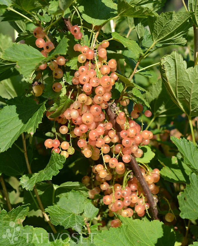 Rosa vinbär 'Aili' stammad, 3 liters kruka