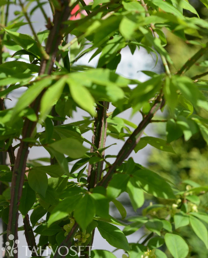 Vingbenved 'Compactus' Euonymus alatus 'Compactus' 20-30 cm, containerodlad