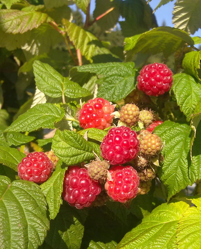 Hallon 'Jenkka' Rubus idaeus 'Jenkka' 2 liters kruka