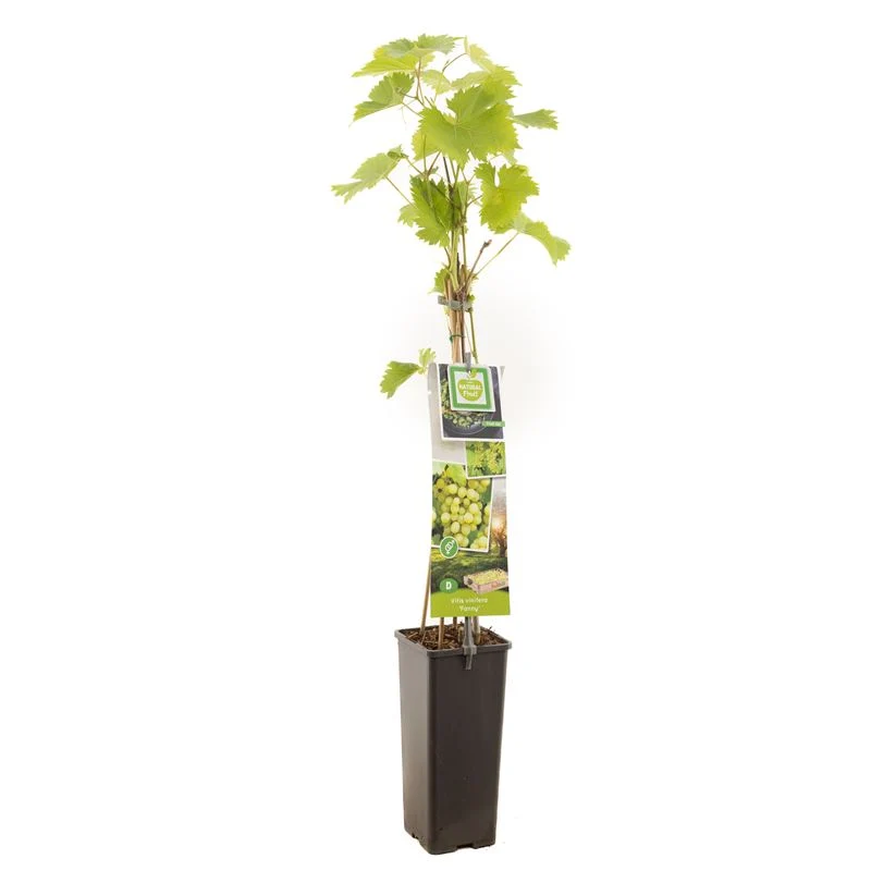 Vitis 'Fanny' 50-60 cm, C2 (2 liters kruka)