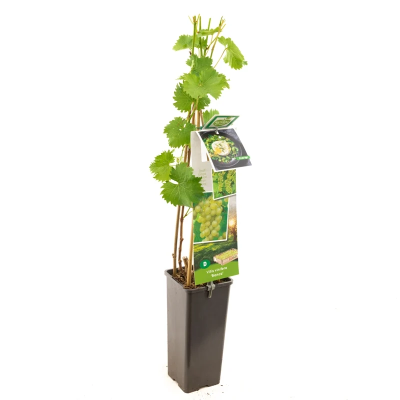 Vitis 'Bianca' 50-60 cm, C2 (2 liters kruka)