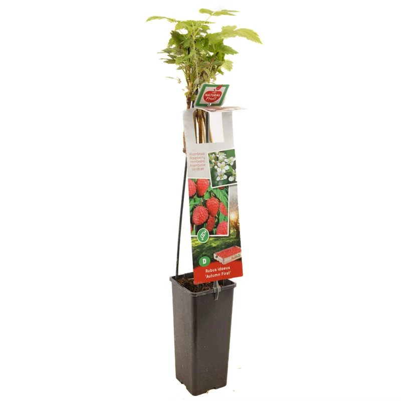 Rubus idaeus 'Autumn First' 50-60 cm, C2 (2 liters kruka)
