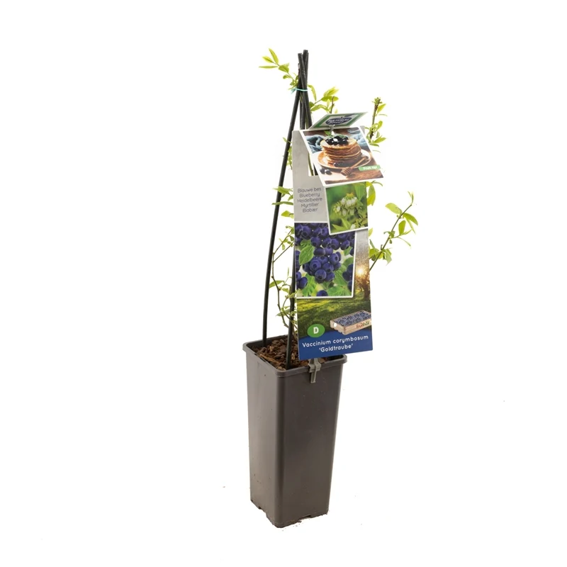 Vaccinium corymbosum 'Goldtraube 23' 50-60 cm, C2 (2 liters kruka)