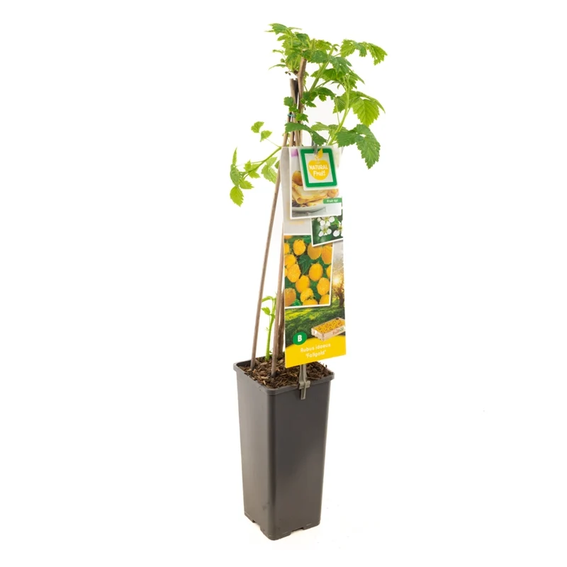 Rubus idaeus 'Fallgold' 50-60 cm C2 (2 liters kruka)