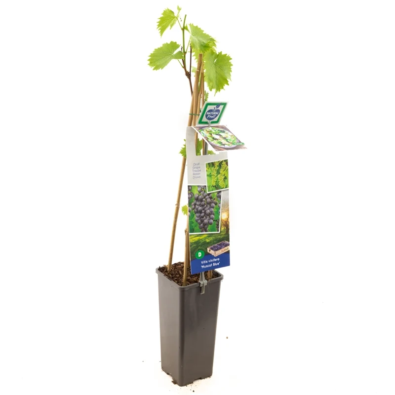 Vitis 'Muscat Bleu' 50-60 cm, 2 liters kruka