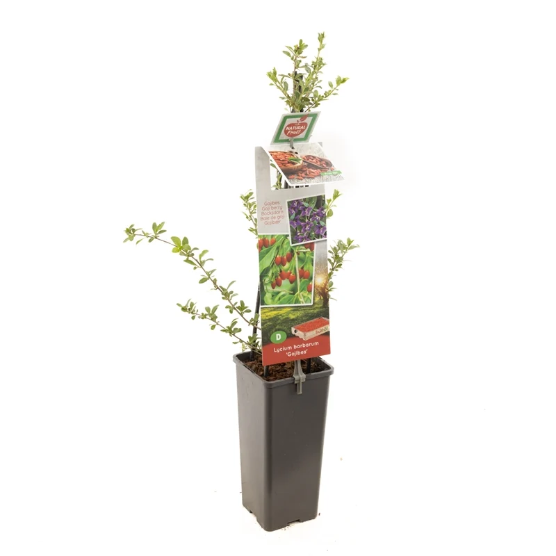 Rubus 'Buckingham Tayberry' 50-60 cm C2 (2 liters kruka)