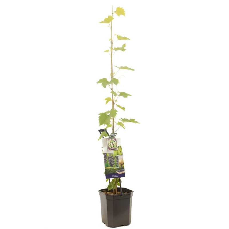 Vitis 'Muscat Bleu' 125-150 cm, C6,5 (6,5 liters kruka)