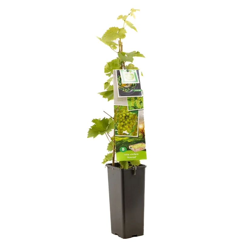 Vitis 'Himrod' 50-60 cm, C2 (2 liters kruka)