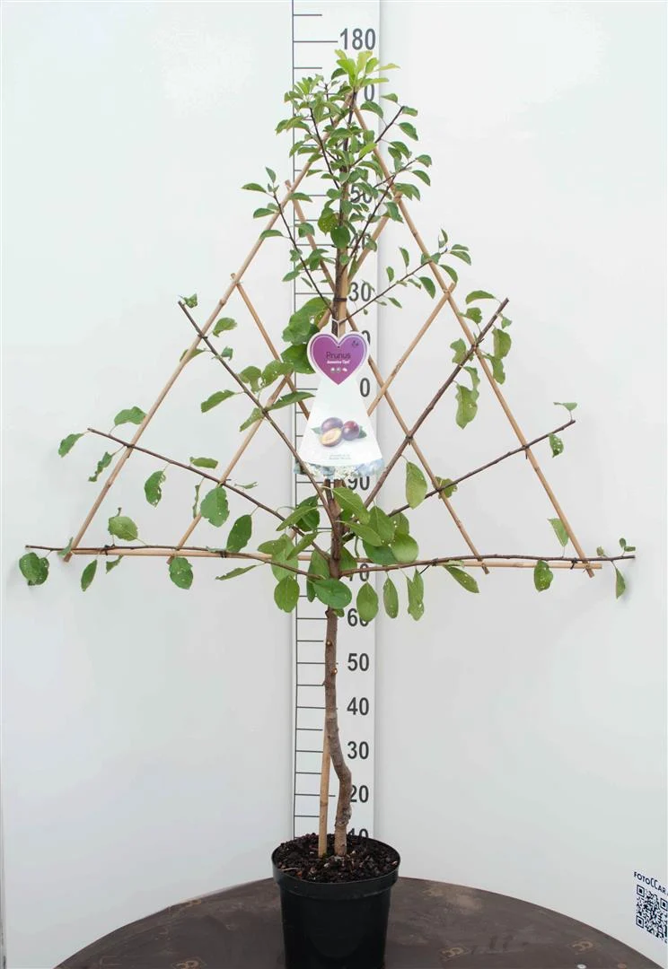 Rhododendron (AJ) 'Anouk' C3 (3 liters kruka) 25-30 cm