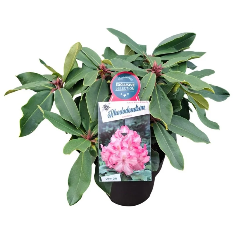 Rhododendron (Y) 'Anastasia' C5 (5 liters kruka) 30-40 cm