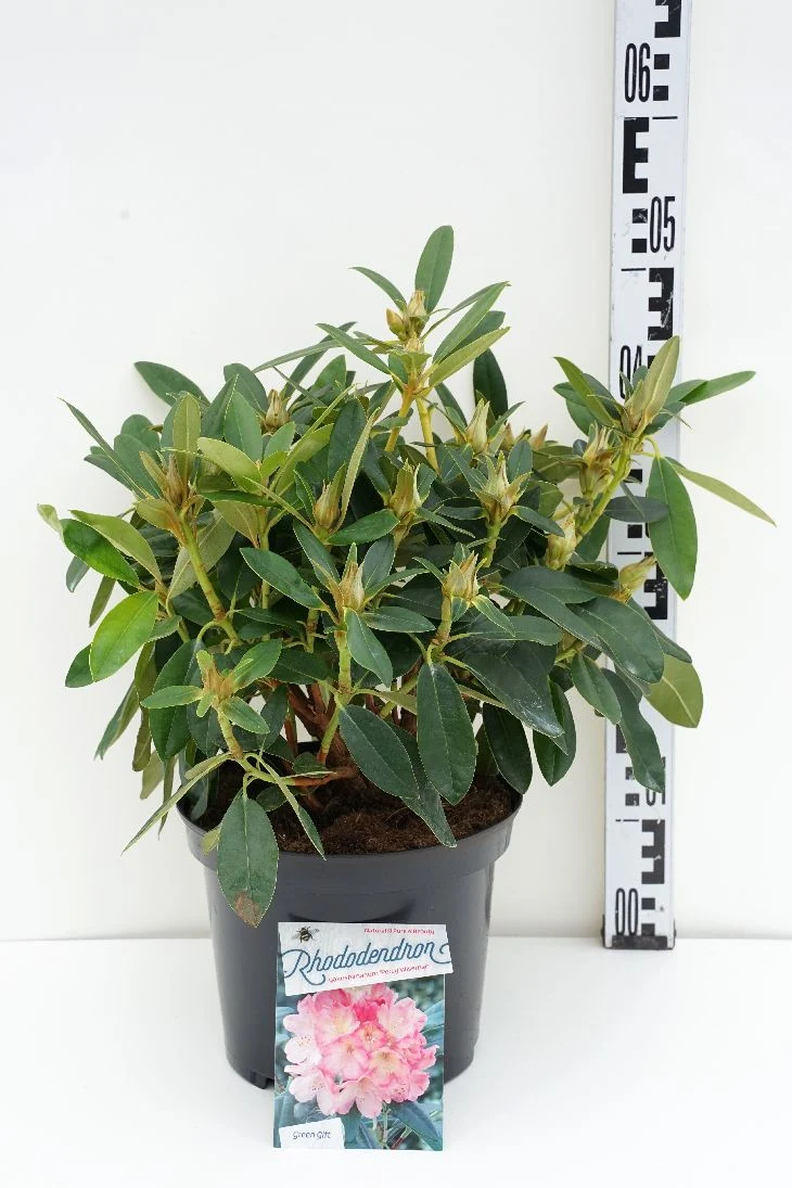 Rhododendron (Y) 'Percy Wiseman' C5 (5 liters kruka) 30-40 cm