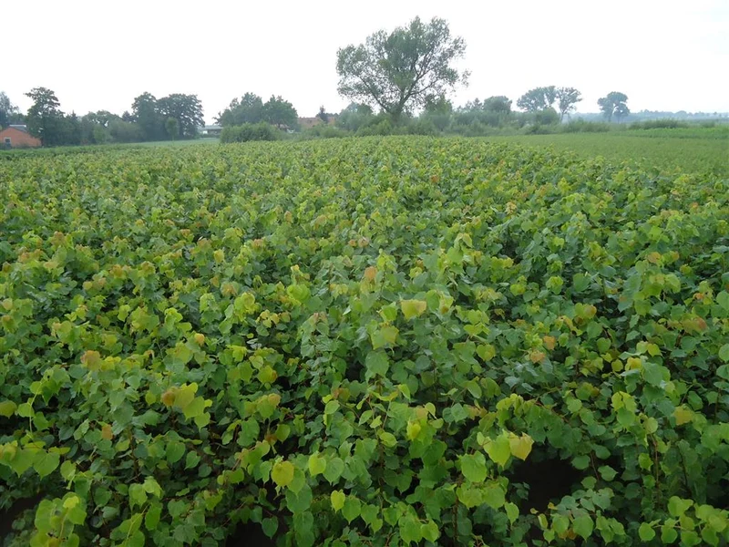 Tilia cordata 150-175 cm barrotad