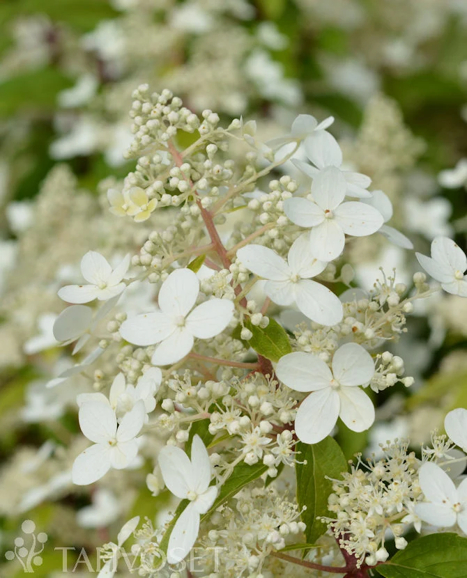 Mustilahortensia Hydrangea paniculata 'Mustila' FinE, 3 liters kruka