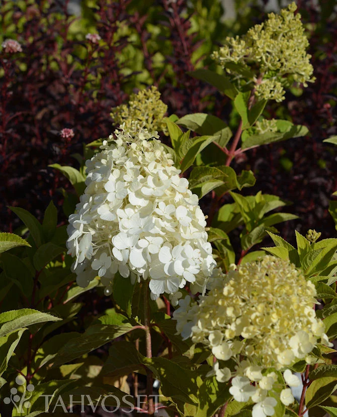 Syrenhortensia 'Polar Bear' 3 L kruka