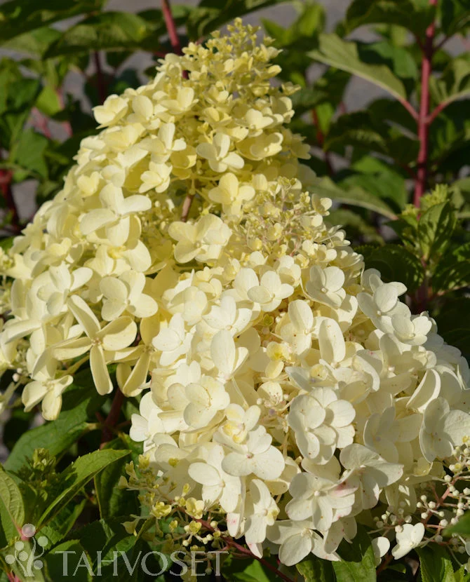 Vipphortensia 'Silver Dollar' - 3 liters kruka