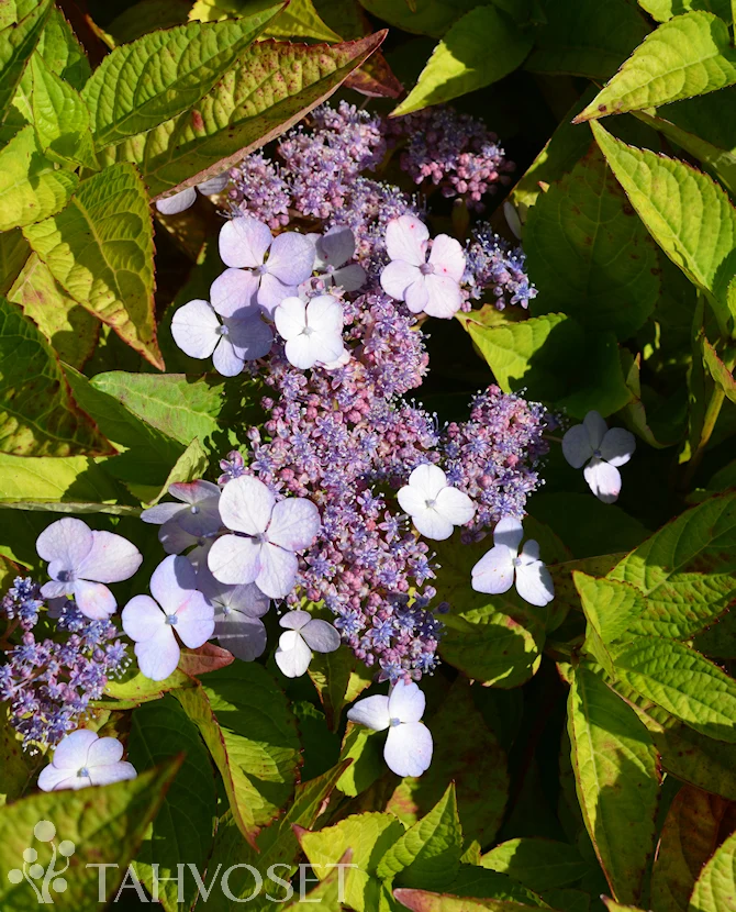 Safirhortensia 'Bluebird', 3 liters kruka