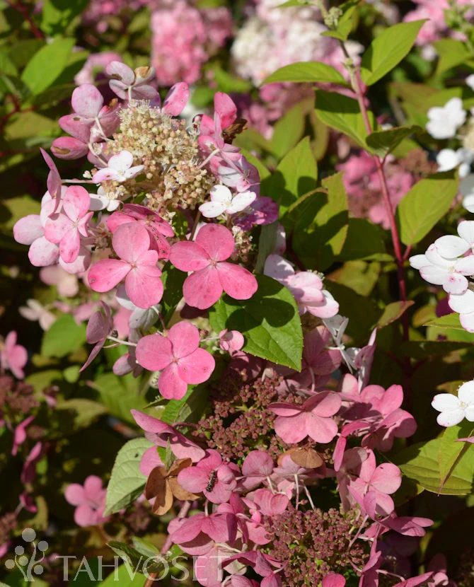 Vipphortensia 'Early Sensation' 3 liters kruka