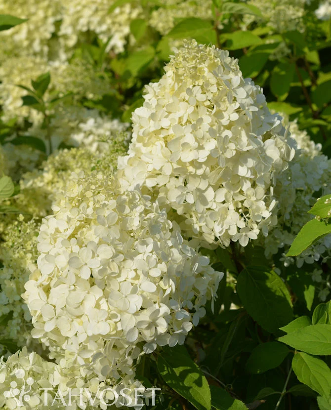 Vipphortensia Hydrangea paniculata 'Limelight', 3 liters kruka