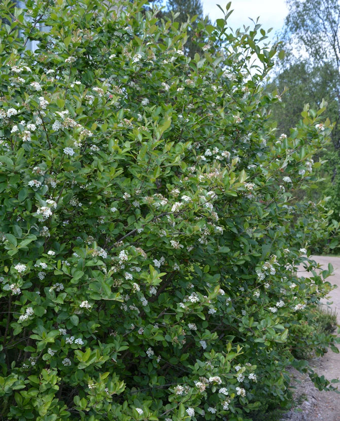 Slånaronia (Aronia x prunifolia) – 2 liters kruka
