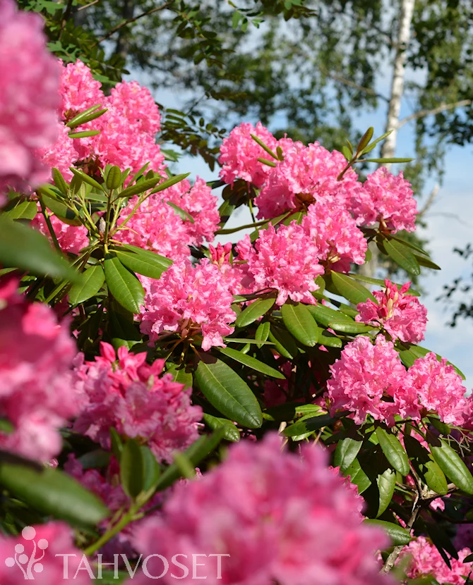 Rhododendron 'Haaga' 25-40 cm