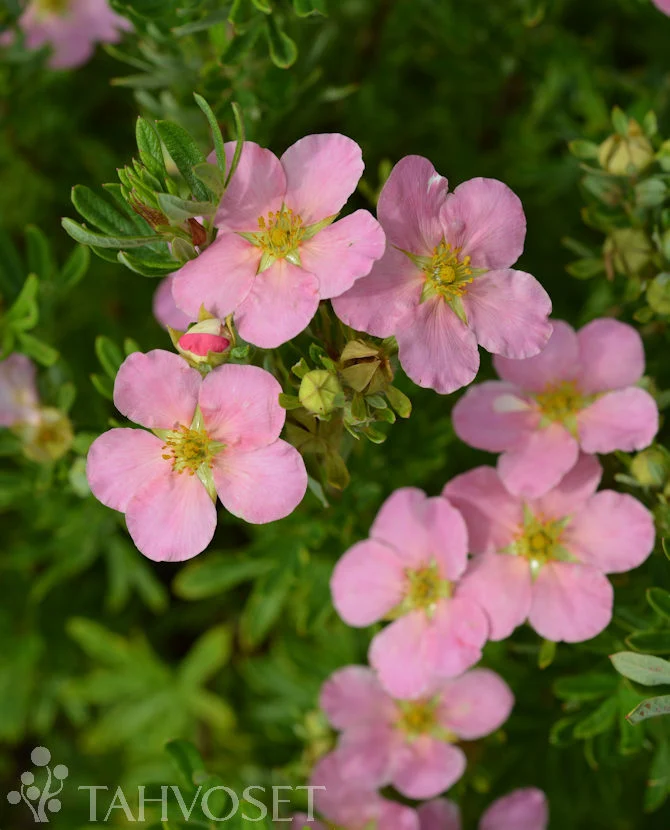 Ölandstok 'Lovely Pink' Dasiphora fruticosa 3 liters kruka