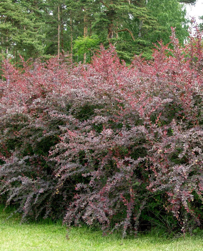 Blodhäckberberis 'Superba' Berberis x ottawensis, 3 liters kruka