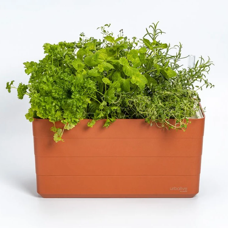 Odlingslåda 'Berberis 40' Terracotta