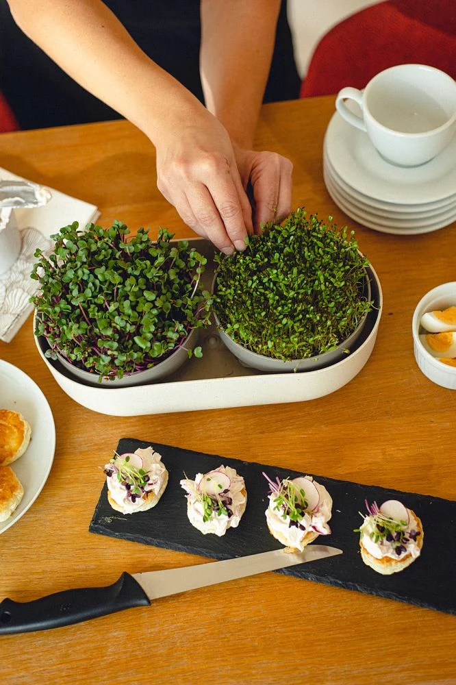 Microgreen and Regrow 'Ivory'