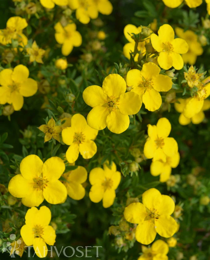 Ölandstok 'Goldfinger' (Dasiphora fruticosa) – 3 liters kruka