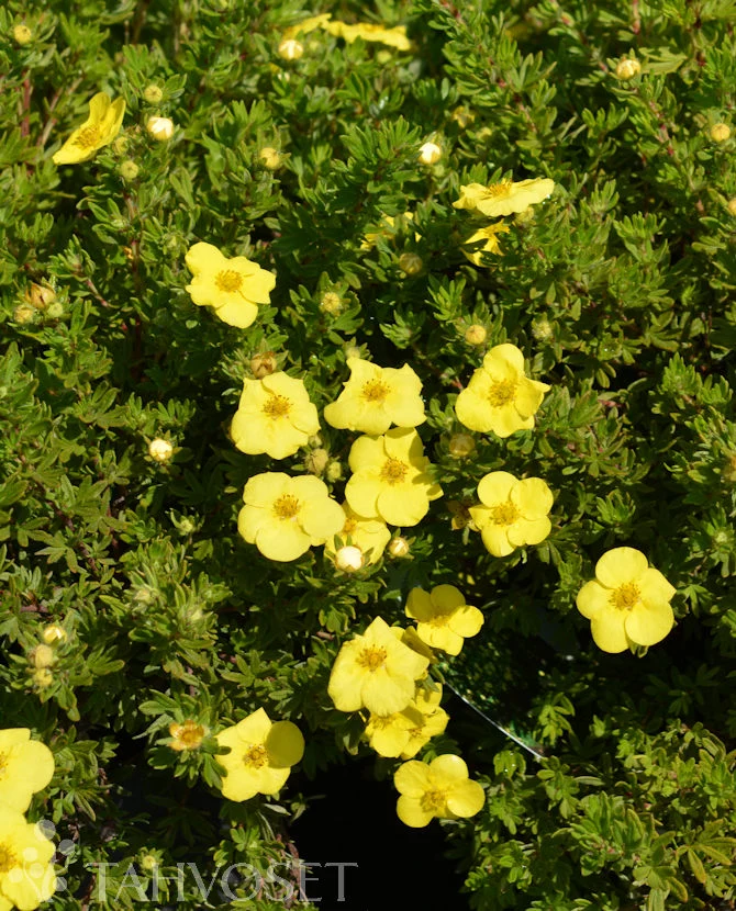 Ölandstok 'Kobold' (Dasiphora fruticosa) - 3 liters kruka